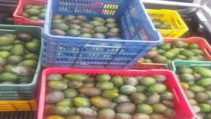 Detiene SSP a uno en posesión de vehículo cargado con 300 kilos de aguacate ilícito
