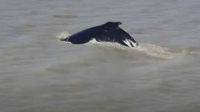 Ballena queda varada en un río infestado de cocodrilos