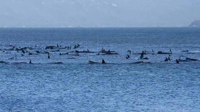 Cientos de Ballenas se encuentran varadas en playas de Australia