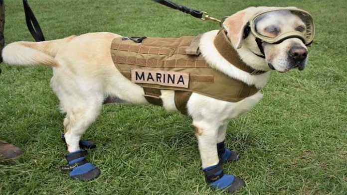 Recordamos a Frida la perrita que participó en rescates del temblor del 2017
