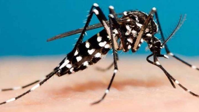 Buenas noticias, a la baja casos de dengue en Michoacán