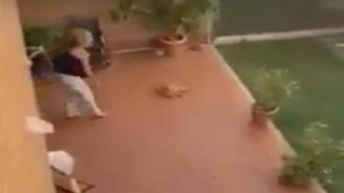 Exhiben a mujer que lanzo un perrito contra el piso por hacerse dentro de la casa Exhiben a mujer que lanzo un perrito contra el piso por hacerse dentro de la casa