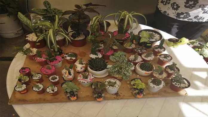 El Covid-19 lo dejó sin trabajo y hoy vende cactus