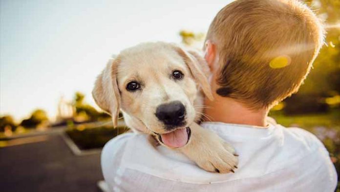 Realizan concurso para elegir al perrito adoptado más bonito del mundo Realizan concurso para elegir al perrito adoptado más bonito del mundo