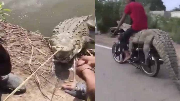 Atrapan a un cocodrilo y lo amarran a una motocicleta para llevárselo