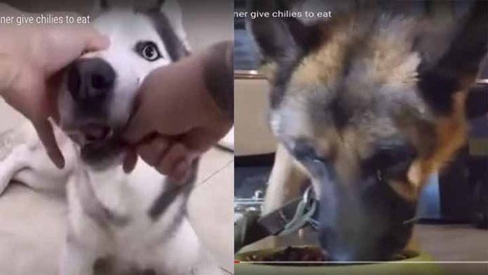 Video indignante; perro llora por que su dueño lo obliga a comer chile