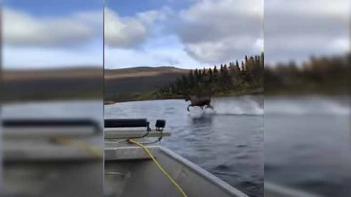 Video; Captan a un Alce caminando sobre el agua en Alaska
