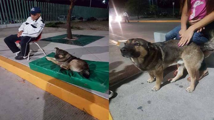 Conoce la historia del “Canelo” el perrito que guía las ambulancias