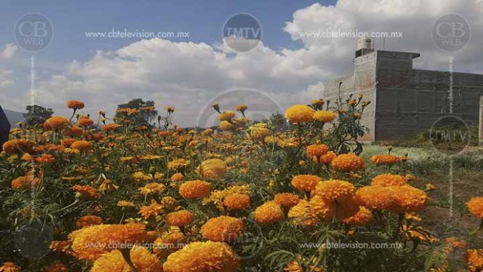 Piden sembradores de flor de cempasúchil comprar directamente en los campos