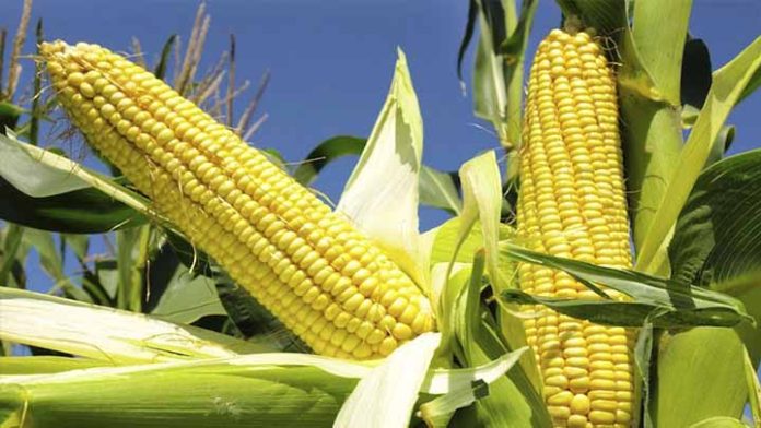 Michoacán tercer lugar a nivel nacional en producción del maíz
