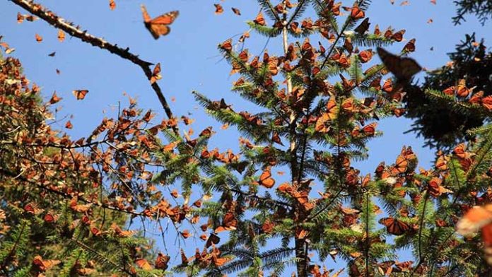 Santuarios de la mariposa monarca abrirán a pesar del Covid-19