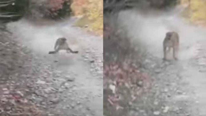 Un hombre fue perseguido por un Puma y lo registra en video