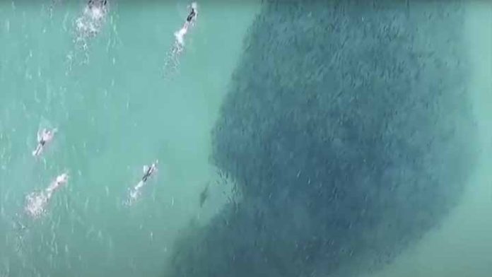 Captan a tiburones alimentándose cerca de donde nadaban algunas personas