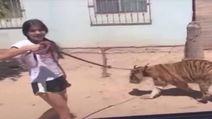 Pasean por las calles de Guasave con collar y correa a un Tigre
