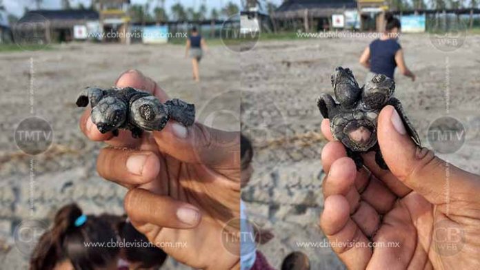 Nace tortuga con dos cabezas en Lázaro Cárdenas