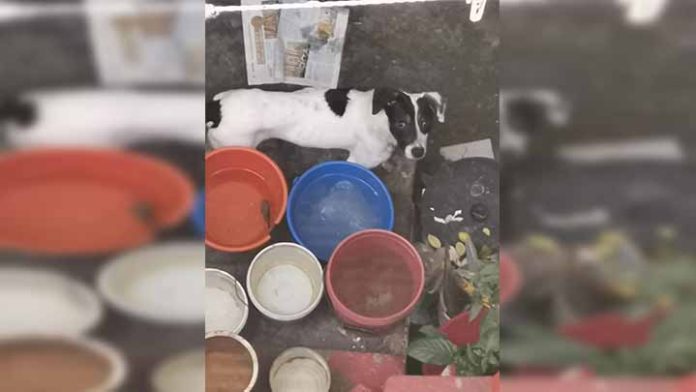 Denuncian a persona que presuntamente maltrata a un perrito en Morelia