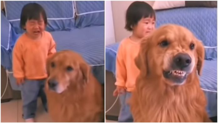 Perrito se vuelve viral tras proteger a una niña de los regaños de su mamá