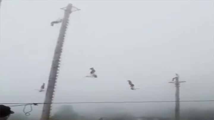 Cae volador de Papantla en pleno acto Cae volador de Papantla en pleno acto