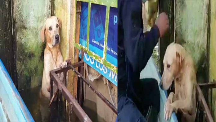 Rescatan a perrito que vuelve a buscar a su familia en inundaciones de Tabasco