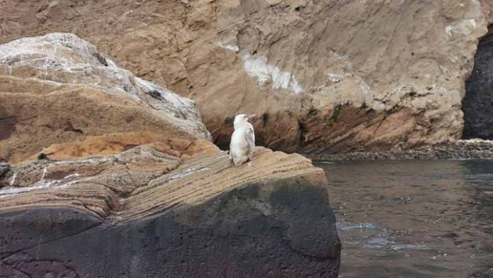 Descubren a un pingüino completamente blanco