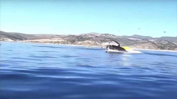 Dos mujeres estuvieron cerca de ser tragadas por una ballena