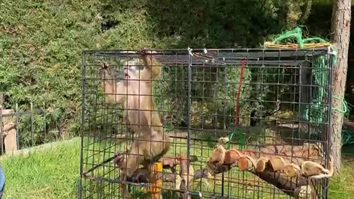 Nuevo integrante en el zoológico de Morelia, ¡Conócelo! Nuevo integrante en el zoológico de Morelia, ¡Conócelo!