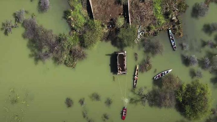 Rescatan a ocho jirafas en peligro de extinción de morir ahogadas