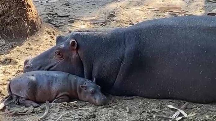 Hipopótamo del Nilo, nuevo integrante del Zoológico de Morelia