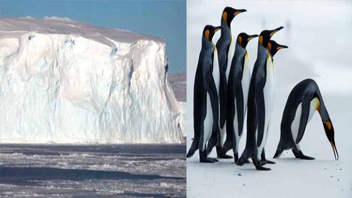 El iceberg más grande del mundo amenaza isla llena de pingüinos