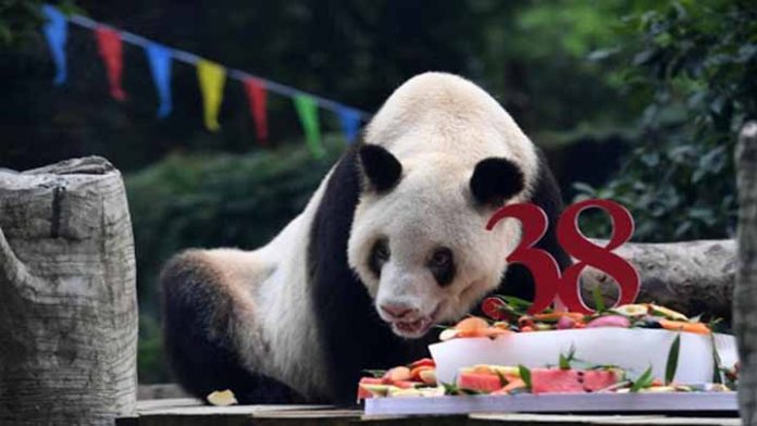 La muerte del panda más longevo del mundo desata discusión sobre cautiverio
