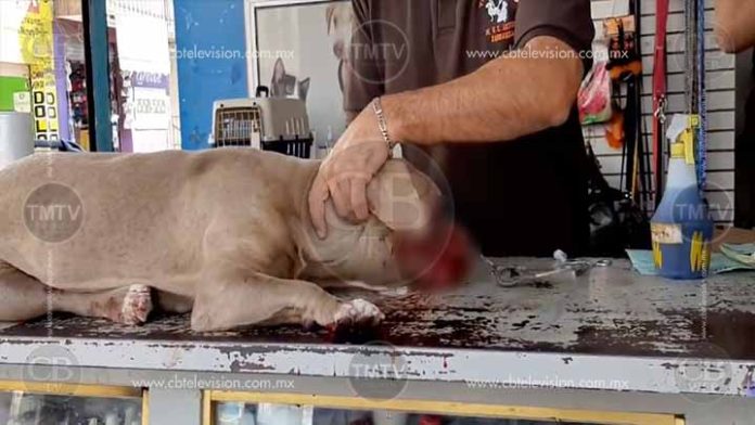 Perrita pierde ojo tras golpiza de un hombre en Los Reyes, Michoacán
