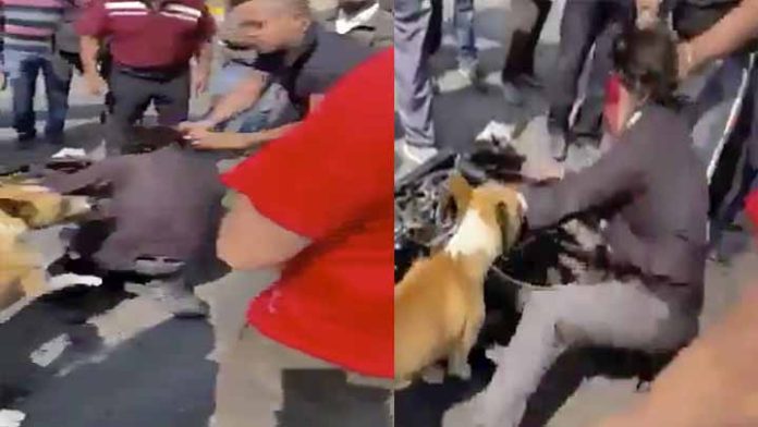Golpean a presunto ladrón y hasta el perro se mete