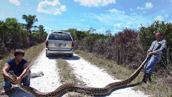 Las pitones birmanas podrían formar parte del menú en Florida
