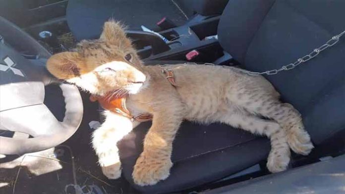 Abandonan a un “León” en narcocampamento de Zitácuaro