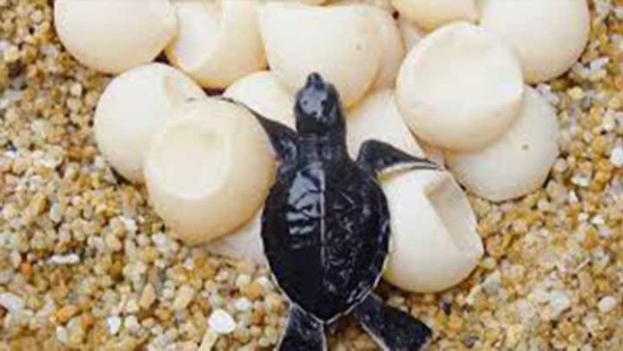 Usan huevos de tortuga falsos para llegar a traficantes