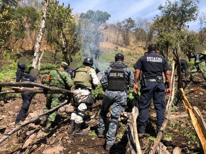 Militares destruyen 12 mil plantas de marihuana en Ciudad Hidalgo