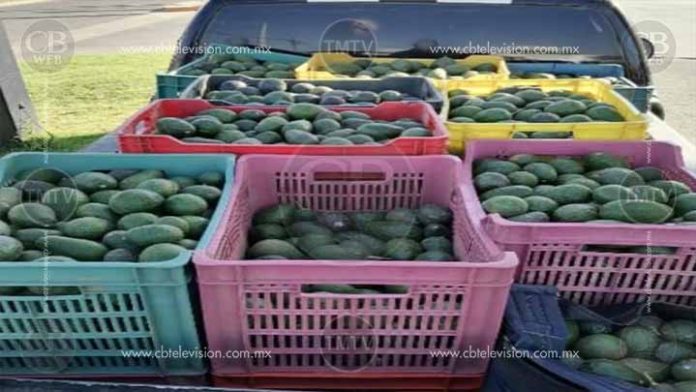 Arrestan a un hombre con aguacate ilegal en Uruapan