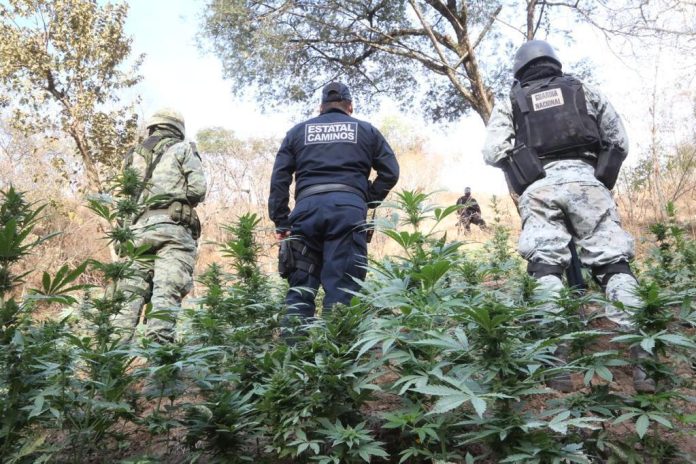 A través de un operativo interinstitucional, se destruyeron 8 mil 400 plantas de marihuana