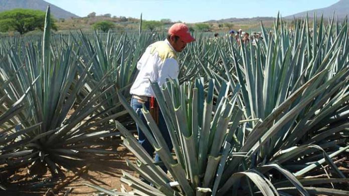 Productores de tequila, charanda y mezcal no pagarán el impuesto para colocar su bebida en el mercado