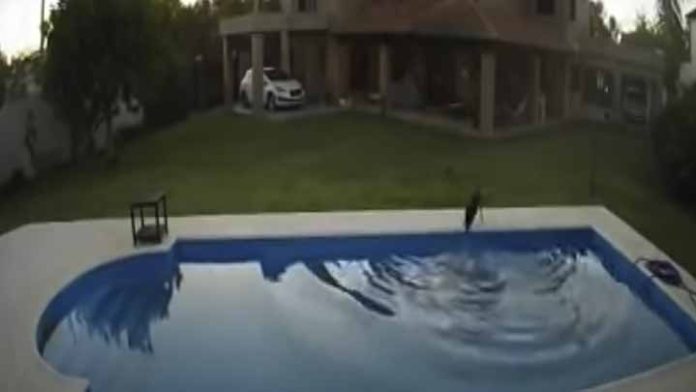 Perrita salva a su amiga invidente de ahogarse