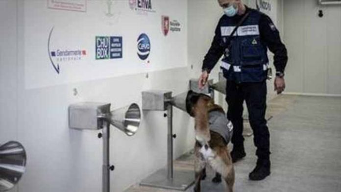 En Francia entrenan perros para detectar a personas contagiadas de Covid a través de su sudor