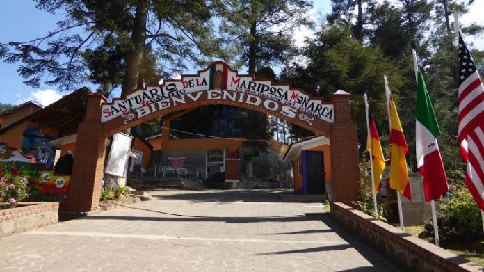 Por Covid-19 cerrará santuario de la Mariposa Monarca en Michoacán