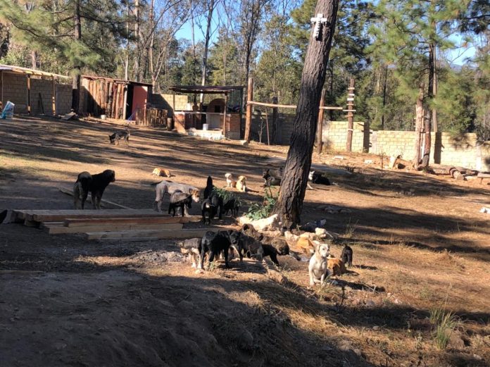 Por maltratar a 41 perritos, clausuran predio en Morelia