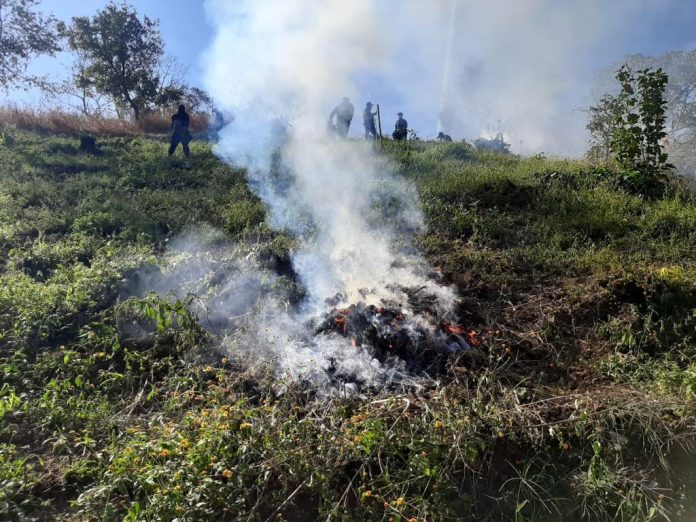 Milicia destruye plantío con más de 18 mil plantas de marihuana en Tzitzio