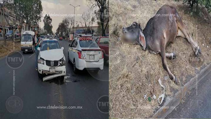 Taxi mata a una “vaquita” en la salida a Quiroga