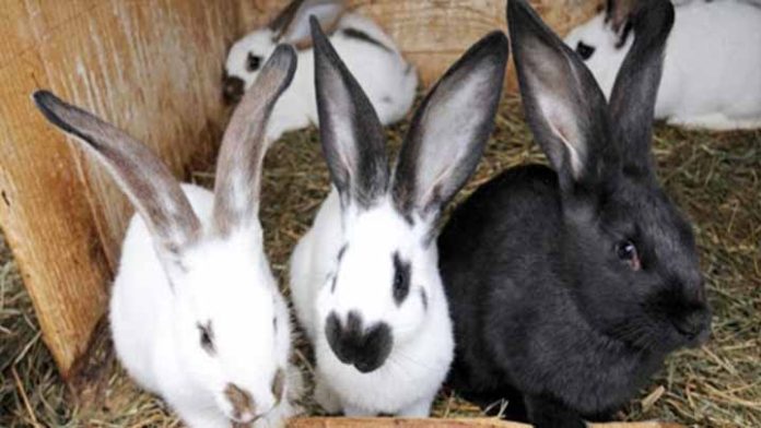 Activan emergencia sanitaria animal por enfermedad viral en conejos