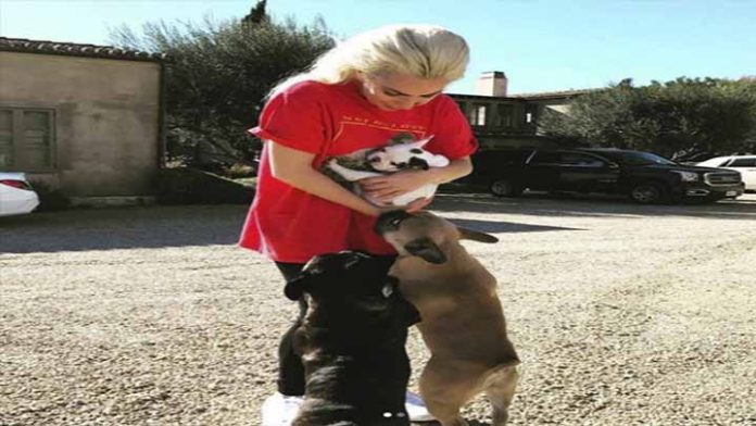 Lady Gaga ya recuperó a sus perritos que habían sido robados