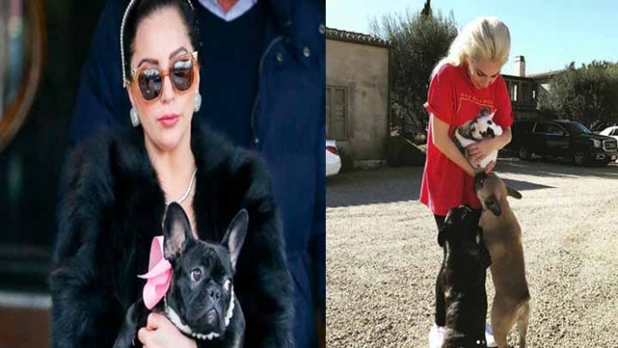 Secuestran a perritos de Lady Gaga; ofrece 500 mil dólares de recompensa