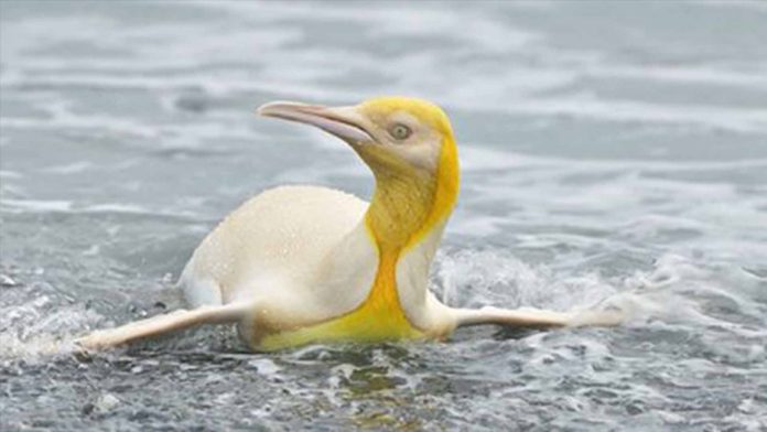 Pingüino amarillo una maravilla de la naturaleza