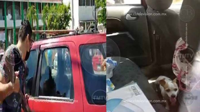 Deja a un perrito encerrado en un auto, la policía de LC lo pone a salvo